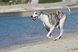 WHIPPET 228
